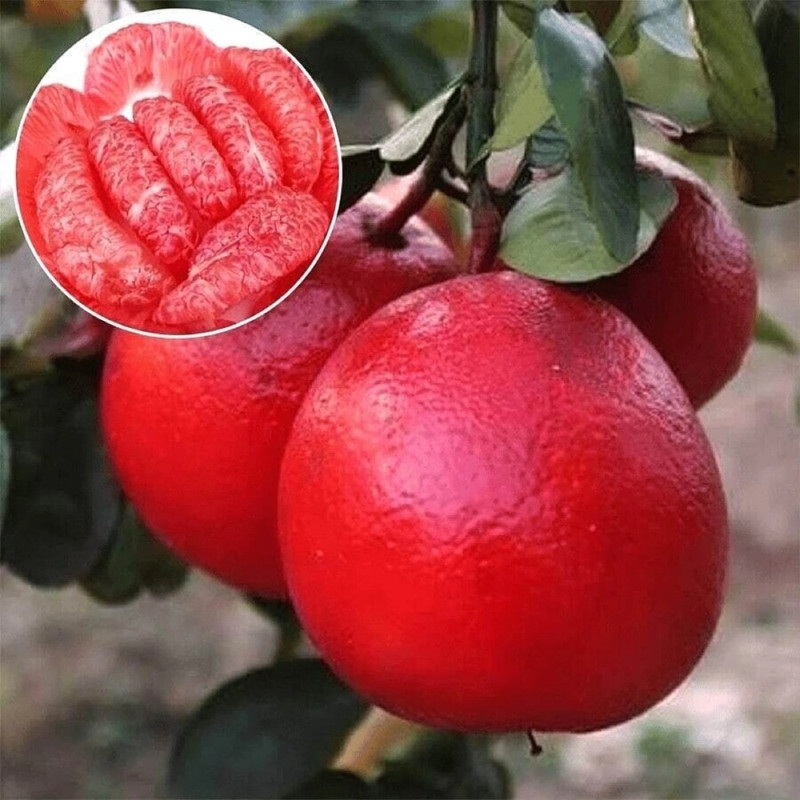 Citrus Maxima, Pomelo Red, Shaddock Seeds - 5