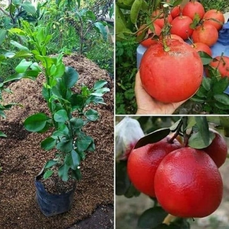 Citrus Maxima, Pomelo Red, Shaddock Seeds - 5