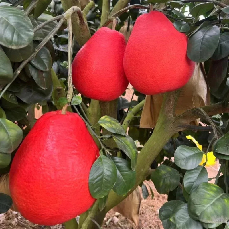 Citrus Maxima, Pomelo Red, Shaddock Seeds - 5