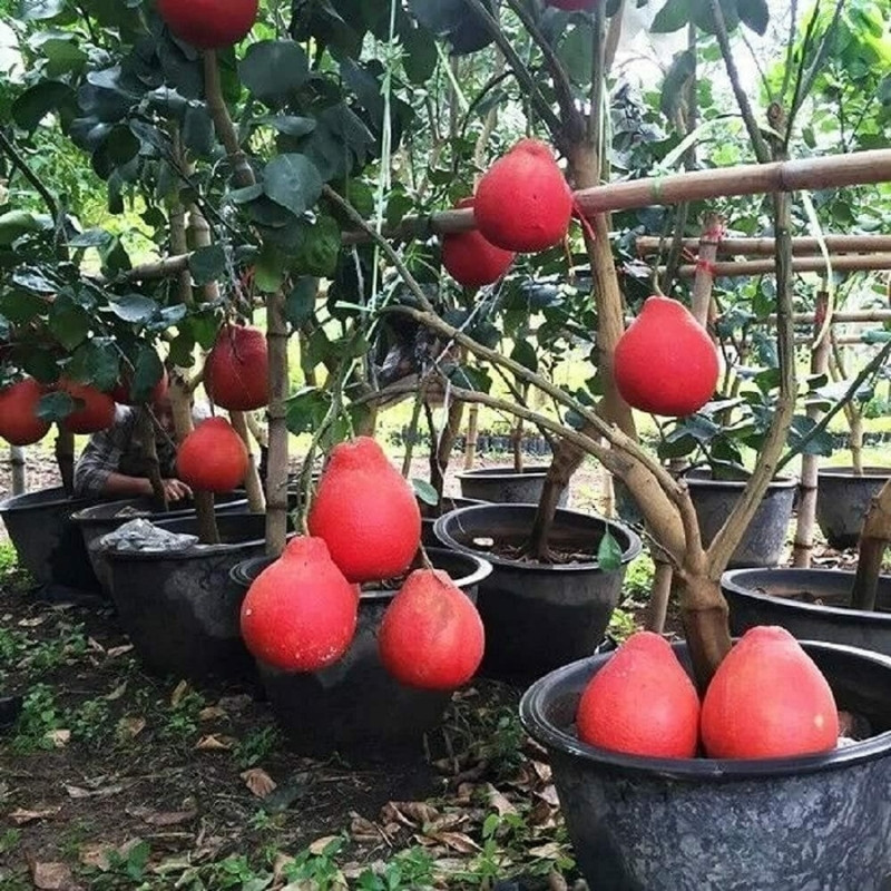 Citrus Maxima, Pomelo Red, Shaddock Seeds - 5