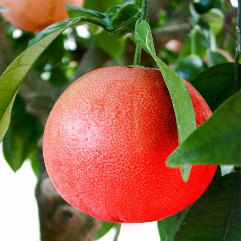 Citrus Maxima, Pomelo Red, Shaddock Seeds - 5
