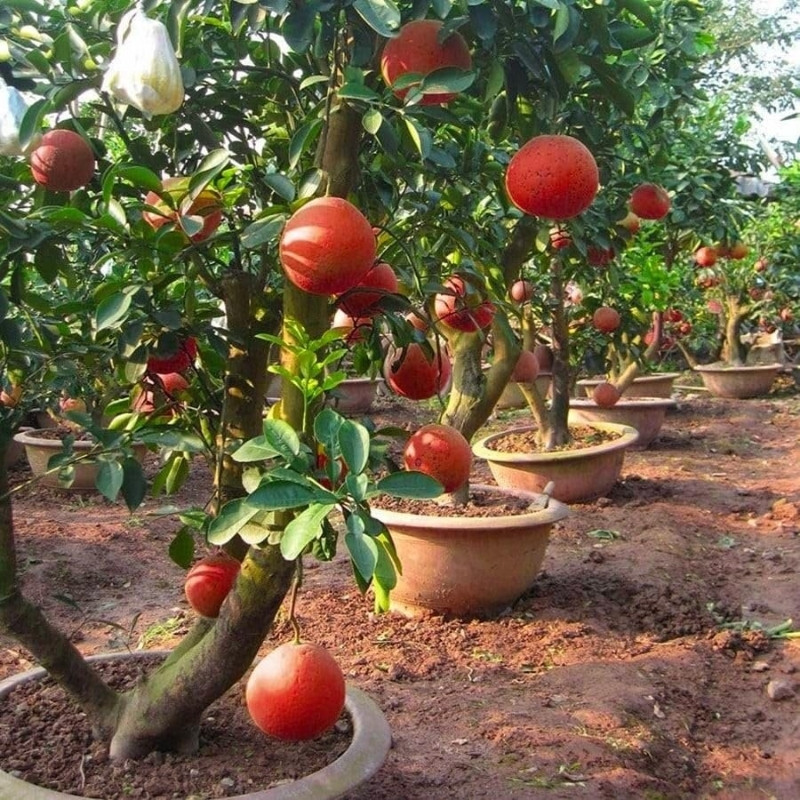 Citrus Maxima, Pomelo Red, Shaddock Seeds - 5