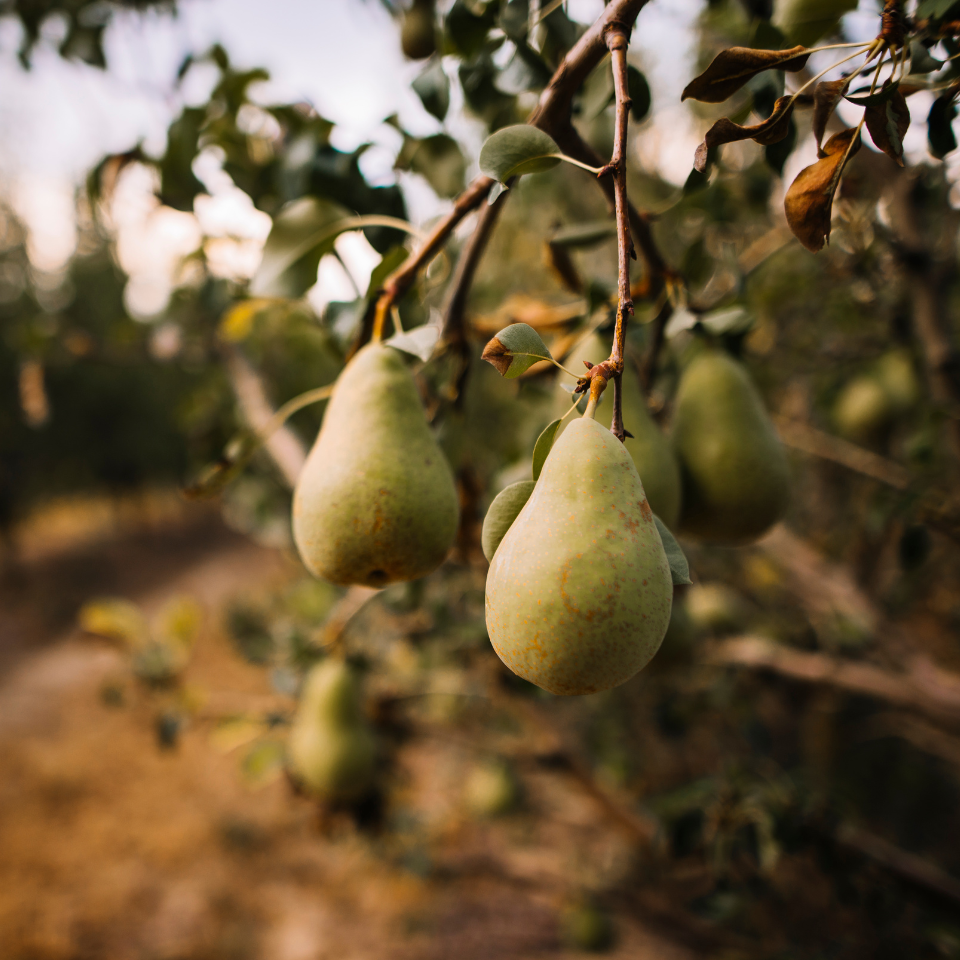 Himalayan pear, Pyrus communis, Common Pear seeds - 5