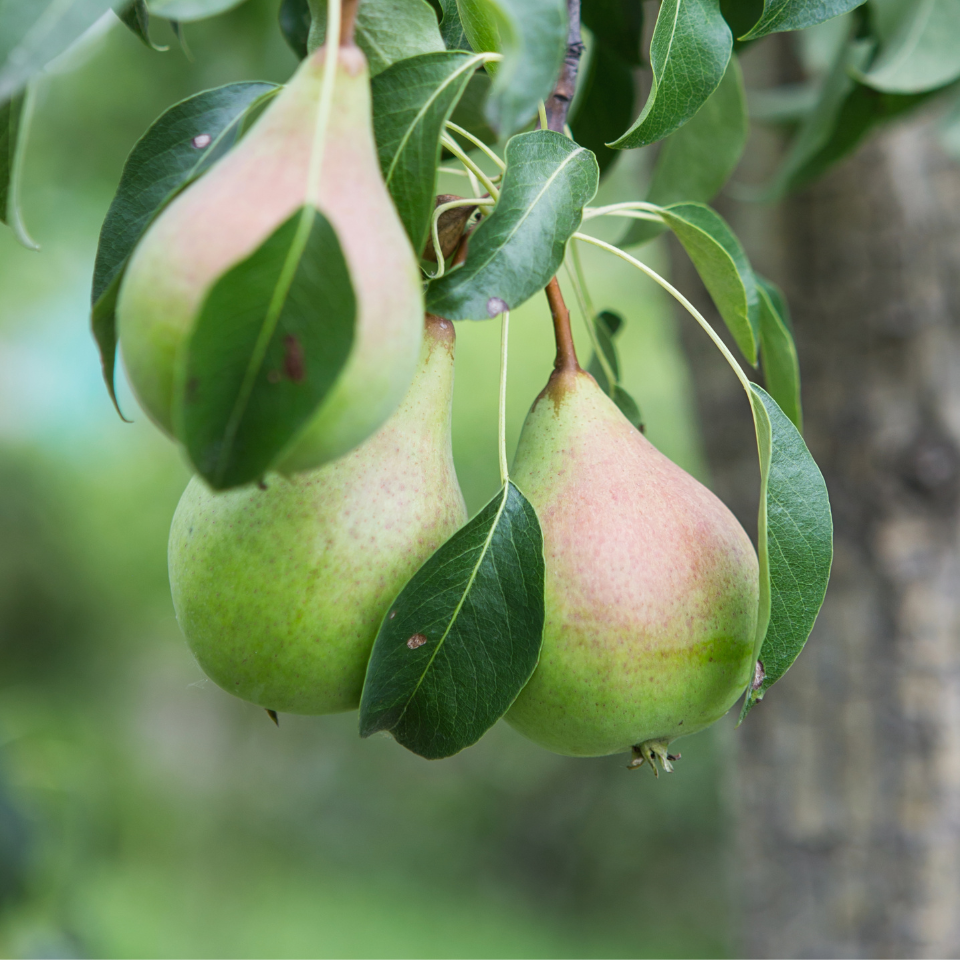 Himalayan pear, Pyrus communis, Common Pear seeds - 5