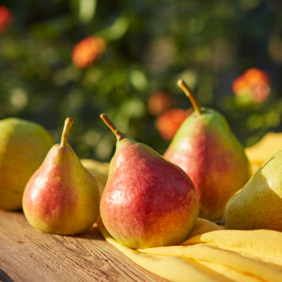 Himalayan pear, Pyrus communis, Common Pear seeds - 5