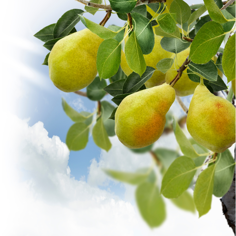 Himalayan pear, Pyrus communis, Common Pear seeds - 5