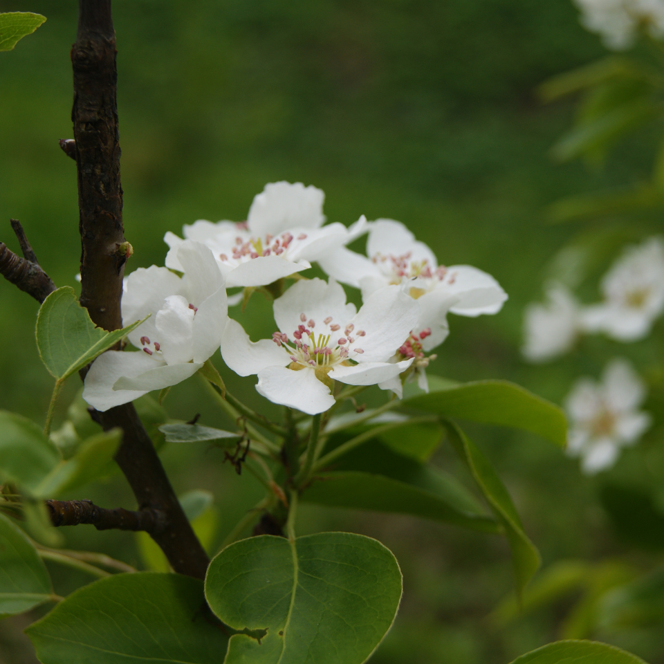 Himalayan pear, Pyrus communis, Common Pear seeds - 5