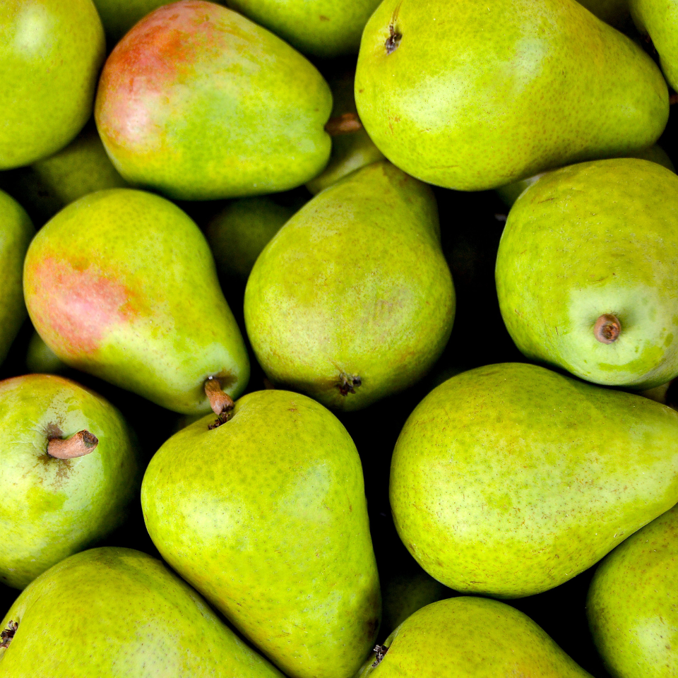Himalayan pear, Pyrus communis, Common Pear seeds - 5