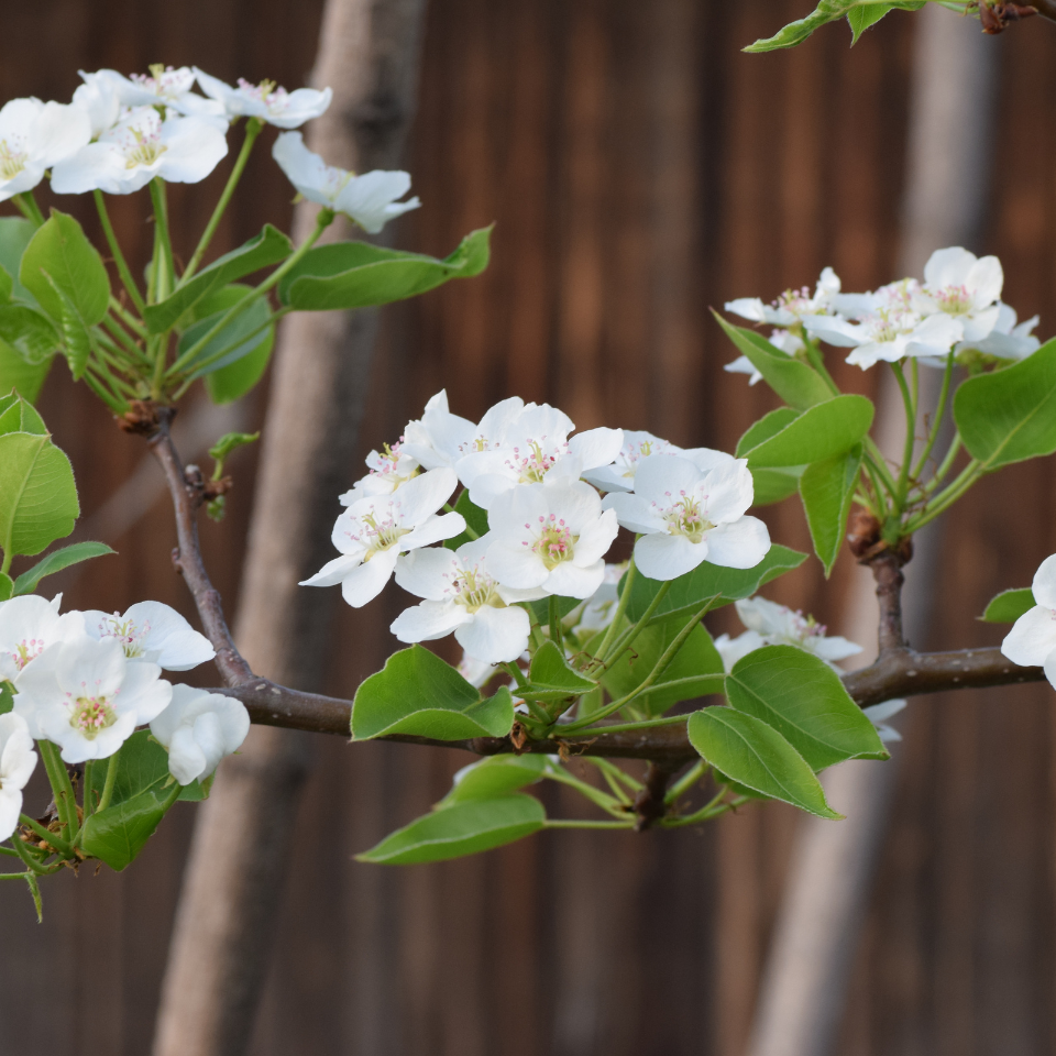 Himalayan pear, Pyrus communis, Common Pear seeds - 5