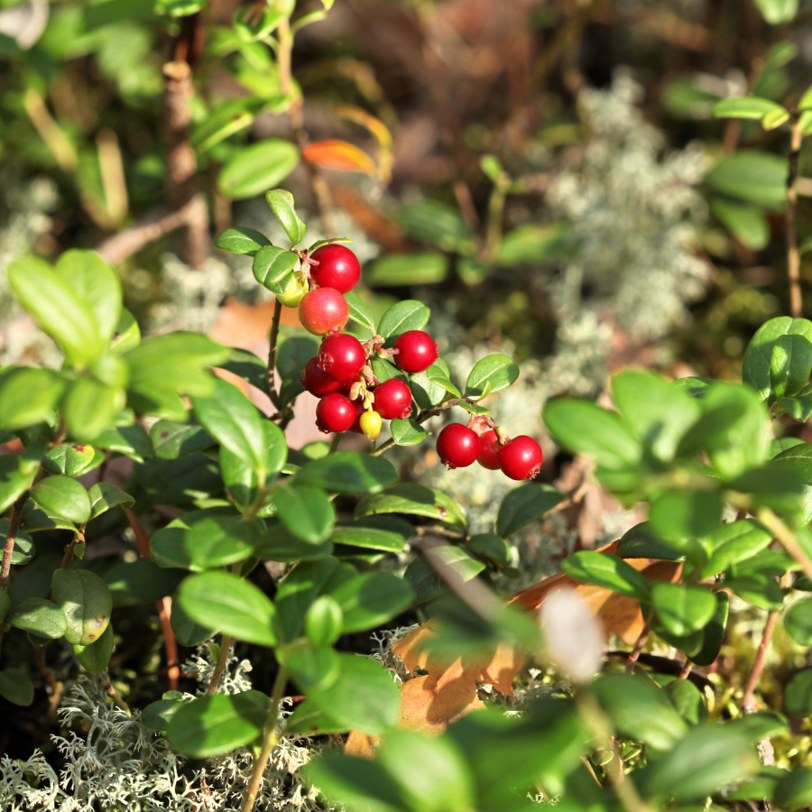 Cranberry seeds (Vaccinium macrocarpon) - 15