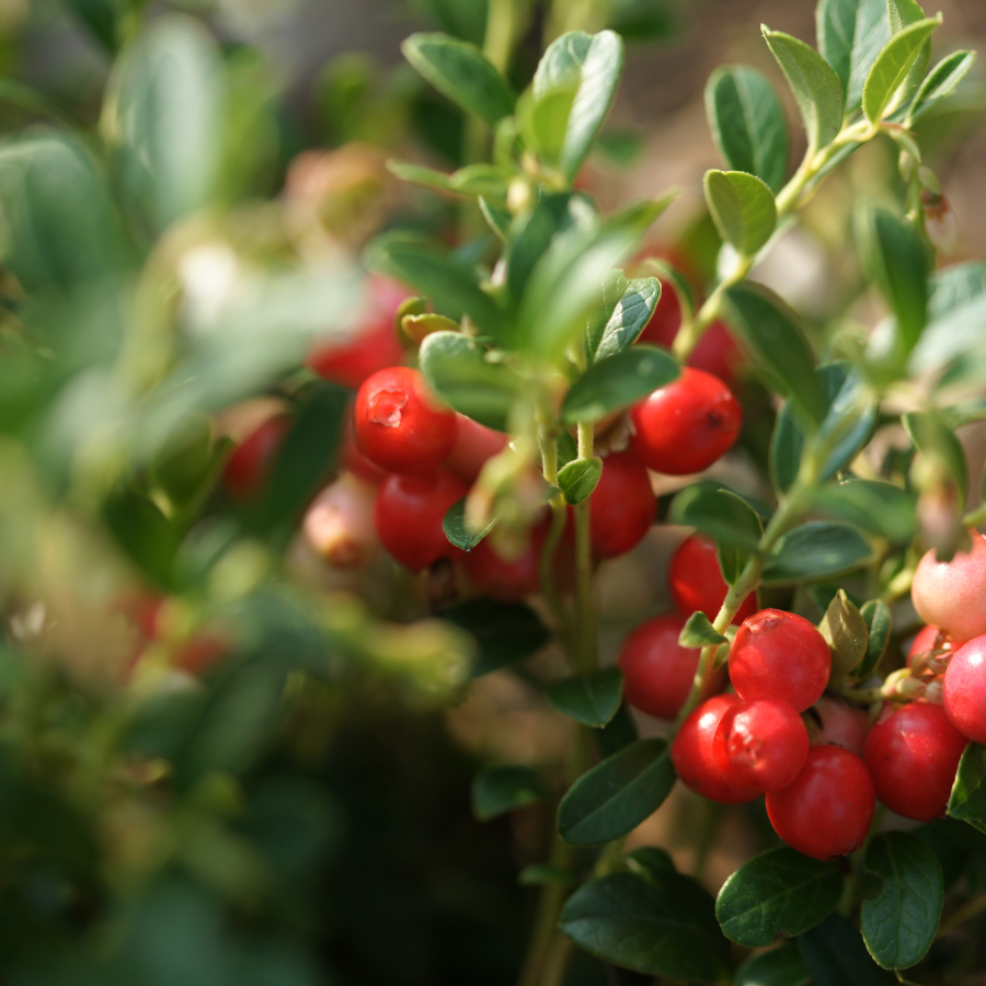 Cranberry seeds (Vaccinium macrocarpon) - 15
