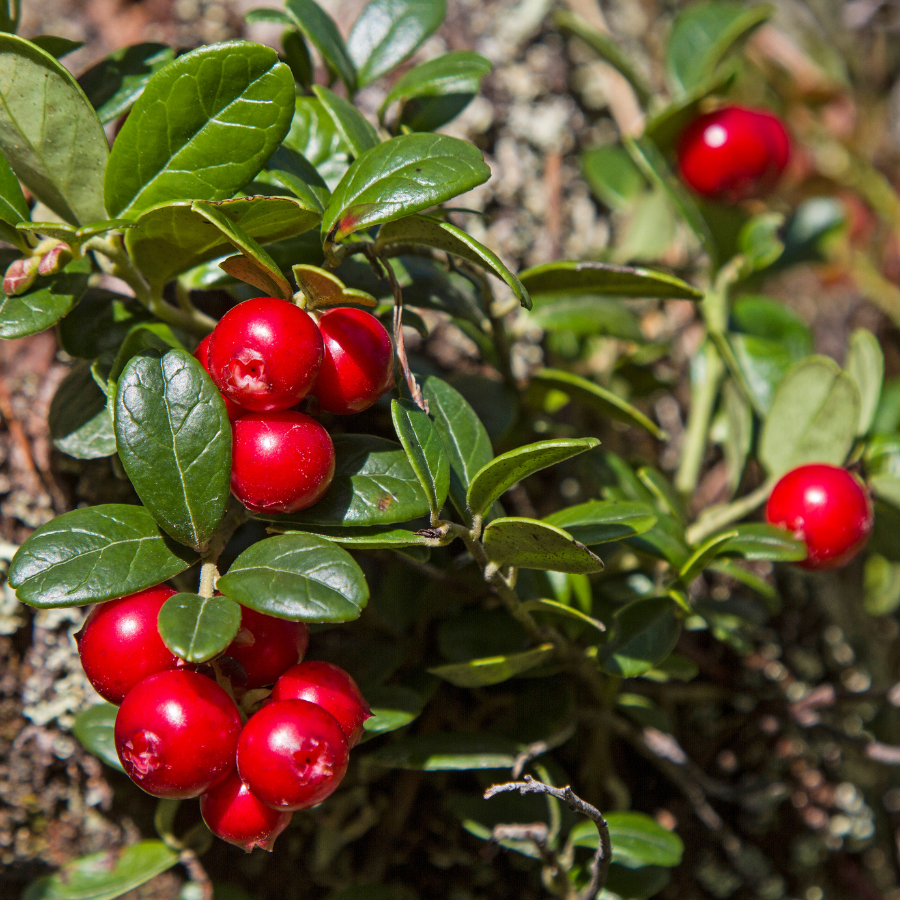 Cranberry seeds (Vaccinium macrocarpon) - 15