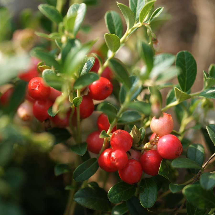 Cranberry seeds (Vaccinium macrocarpon) - 15