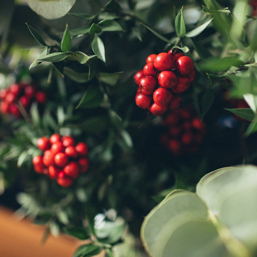 Cranberry seeds (Vaccinium macrocarpon) - 15