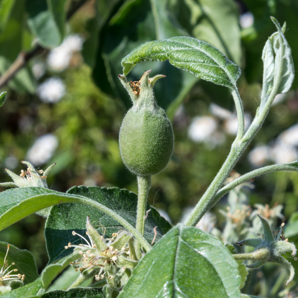 Green apple granny Smith seeds - 5