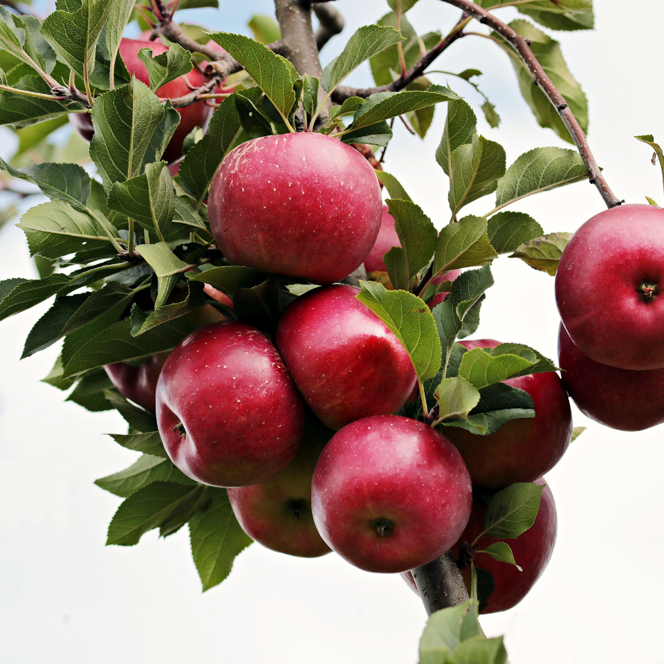 Apple seeds Red Delicious - 5
