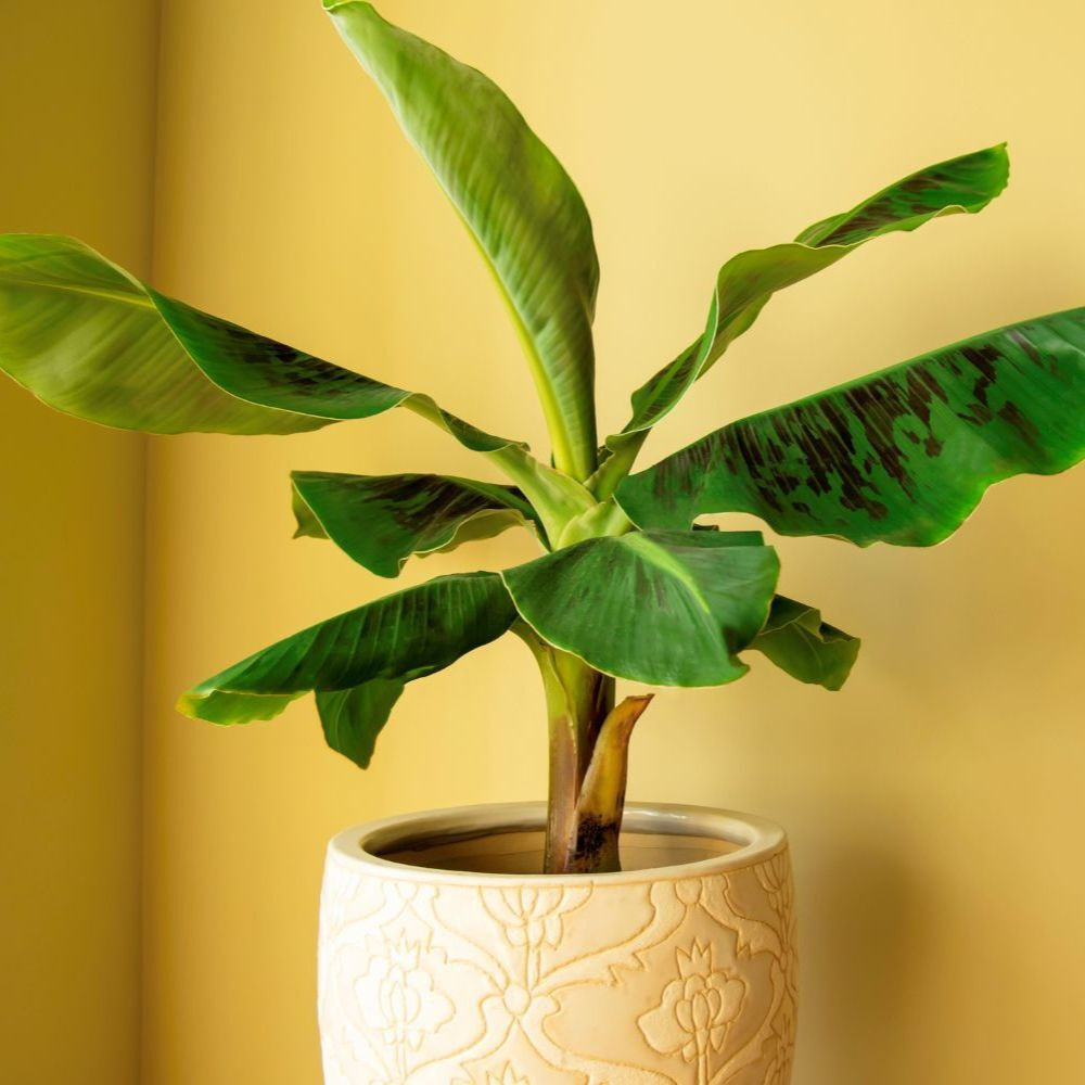 Dwarf Banana, small banana seeds - 10