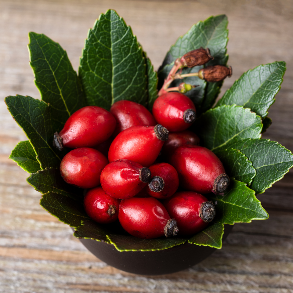 Himalayan Rosehip Multiflora Seeds (Rosa multiflora) - 50