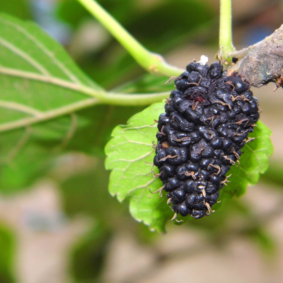 Shahtoot, Mulberry Black, Morus nigra seeds - 50