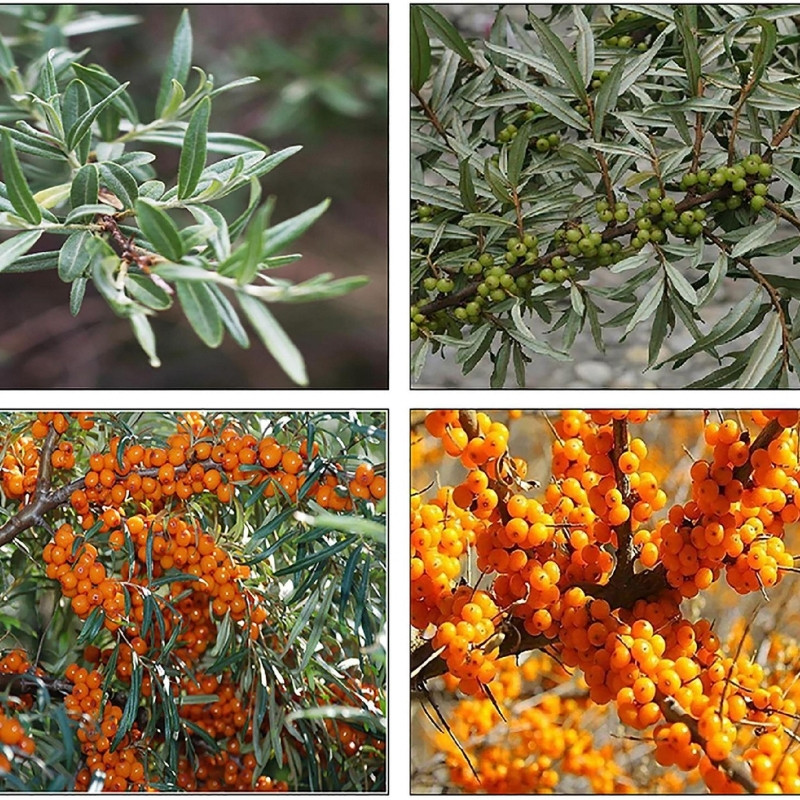 Hippophae rhamnoides, Himalayan Sea buckthorn Seeds - 20