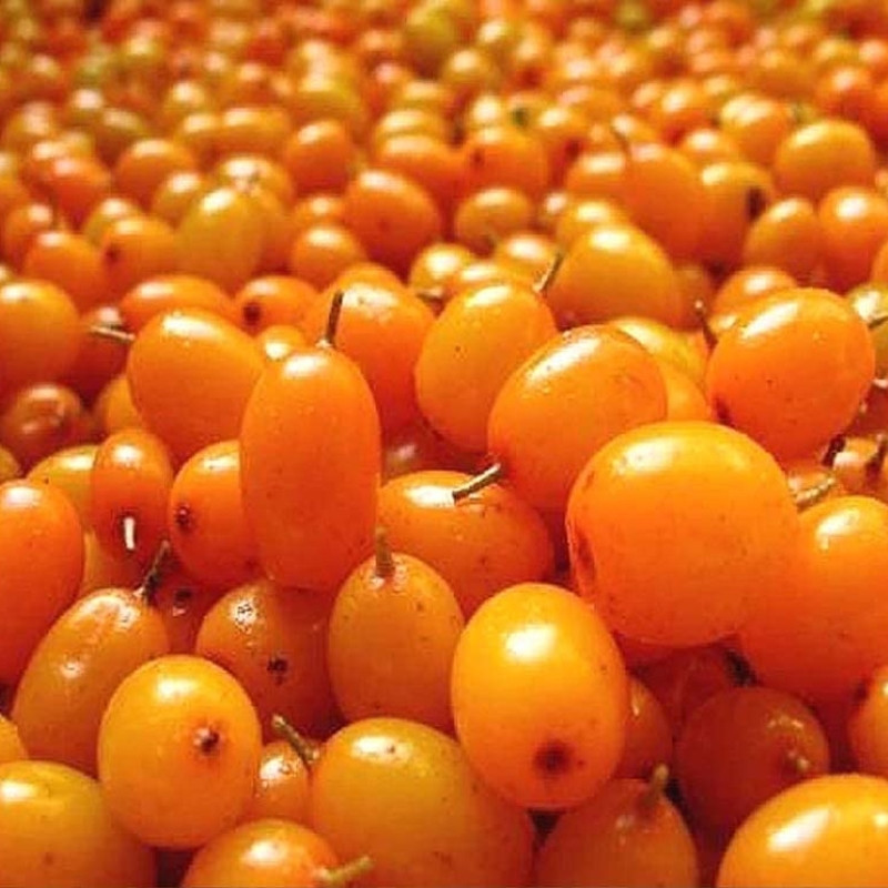 Hippophae rhamnoides, Himalayan Sea buckthorn Seeds - 20