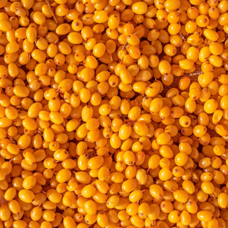 Hippophae rhamnoides, Himalayan Sea buckthorn Seeds - 20