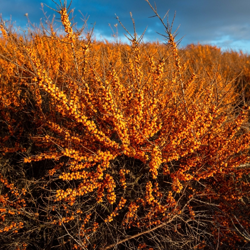 Hippophae rhamnoides, Himalayan Sea buckthorn Seeds - 20