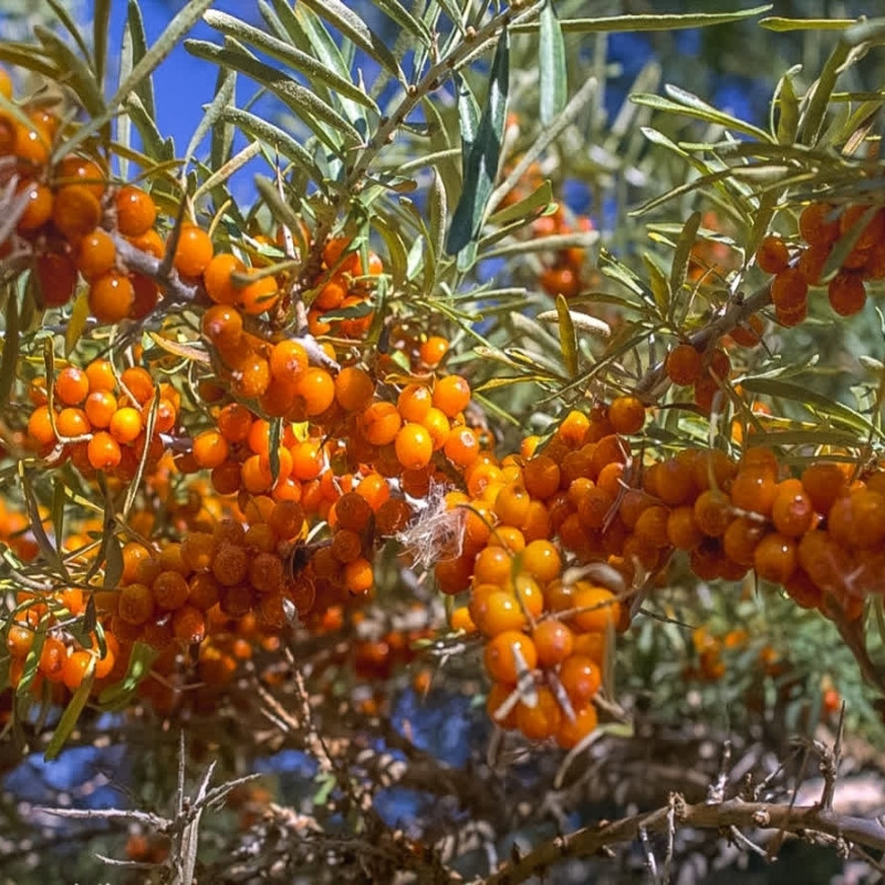 Hippophae rhamnoides, Himalayan Sea buckthorn Seeds - 20