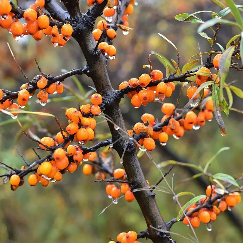 Hippophae rhamnoides, Himalayan Sea buckthorn Seeds - 20
