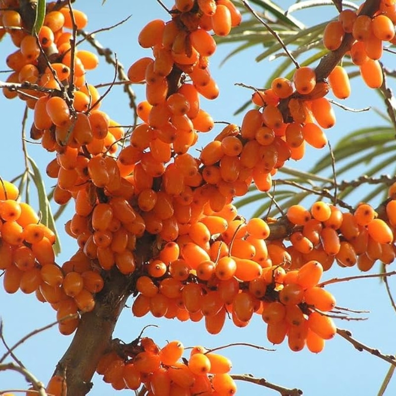Hippophae rhamnoides, Himalayan Sea buckthorn Seeds - 20