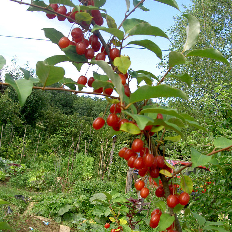 Goumi Seeds, Elaeagnus Multiflora - 5