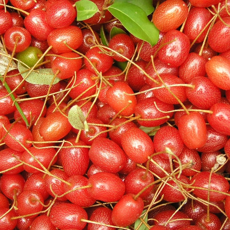 Goumi Seeds, Elaeagnus Multiflora - 5