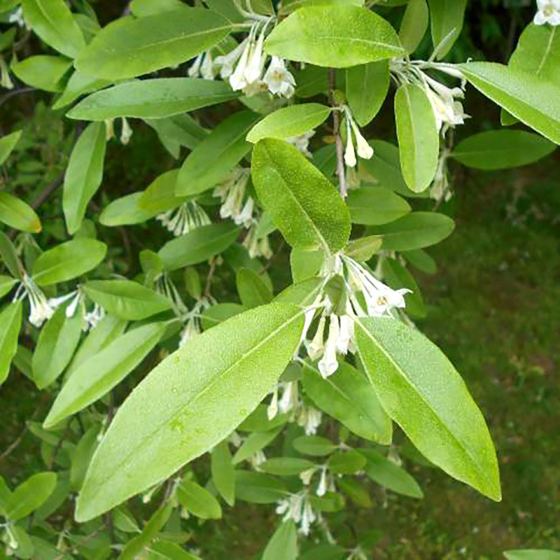 Goumi Seeds, Elaeagnus Multiflora - 5