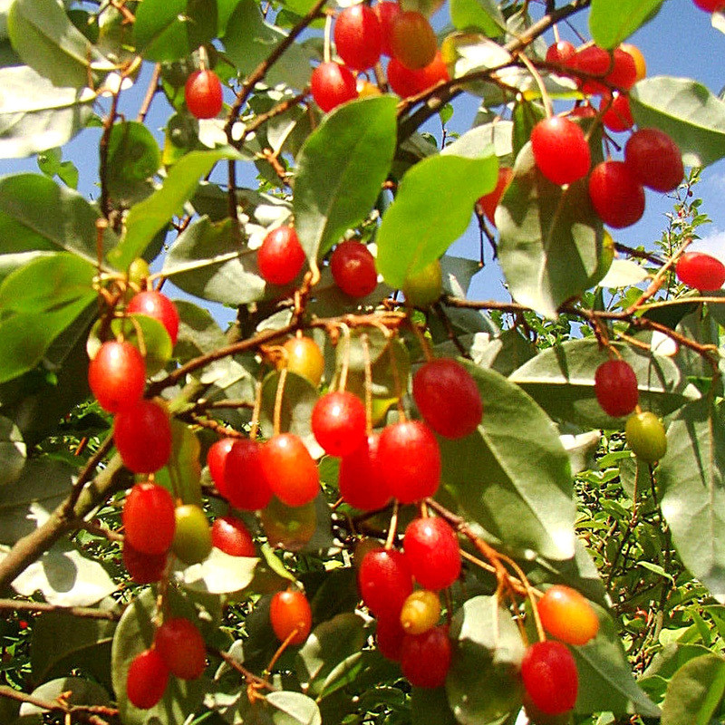 Goumi Seeds, Elaeagnus Multiflora - 5