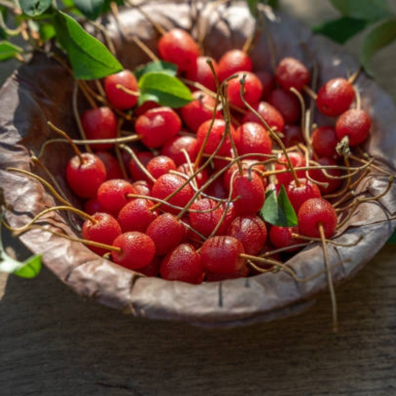 Goumi Seeds, Elaeagnus Multiflora - 5