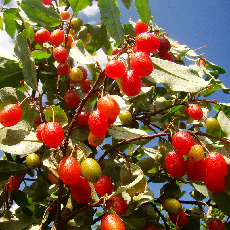 Goumi Seeds, Elaeagnus Multiflora - 5