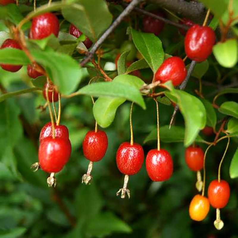 Goumi Seeds, Elaeagnus Multiflora - 5