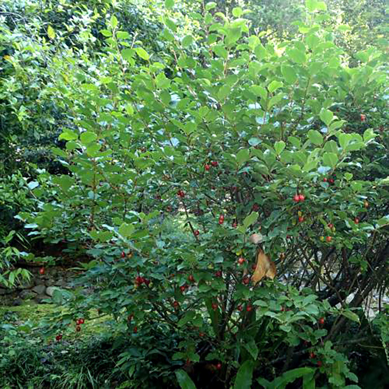 Goumi Seeds, Elaeagnus Multiflora - 5