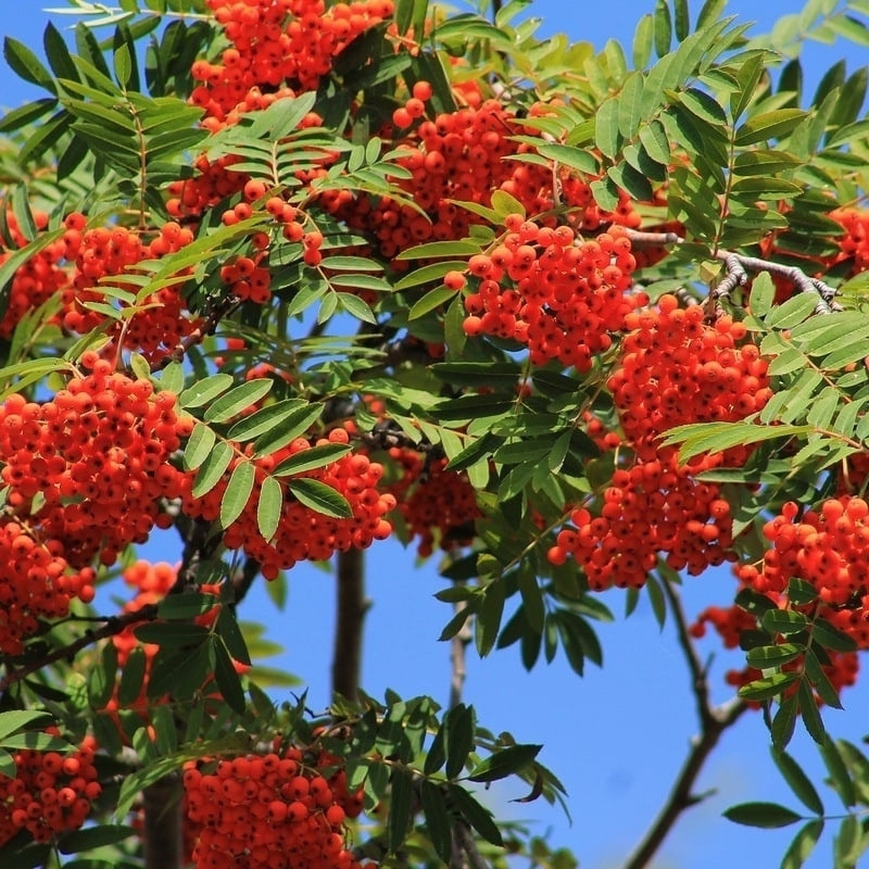 Rowan, Sorbus aucuparia, Quickbeam Seeds - 50
