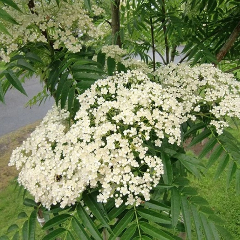 Rowan, Sorbus aucuparia, Quickbeam Seeds - 50