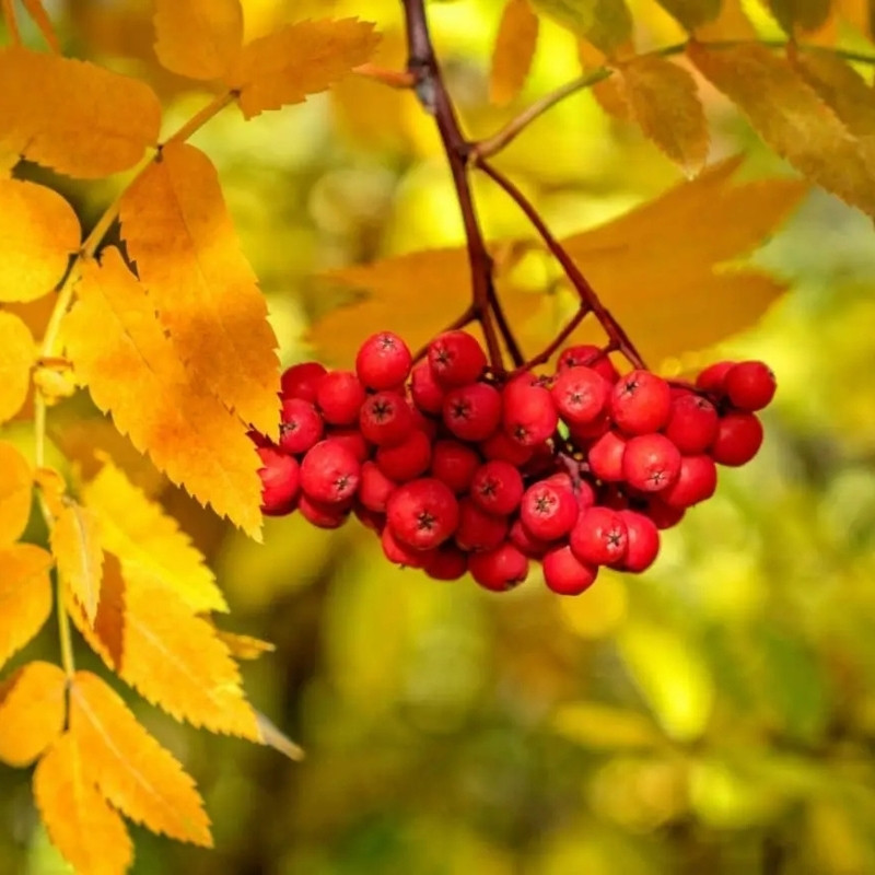 Rowan, Sorbus aucuparia, Quickbeam Seeds - 50