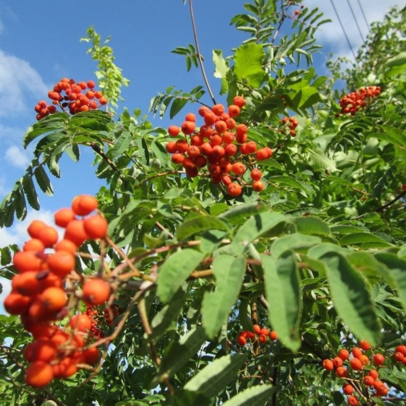 Rowan, Sorbus aucuparia, Quickbeam Seeds - 50