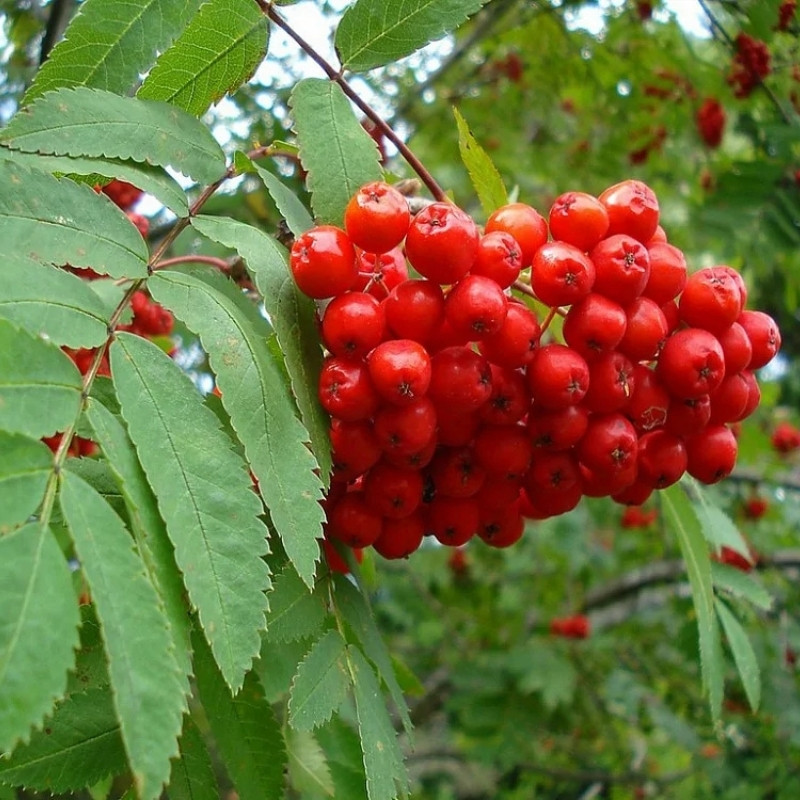 Rowan, Sorbus aucuparia, Quickbeam Seeds - 50