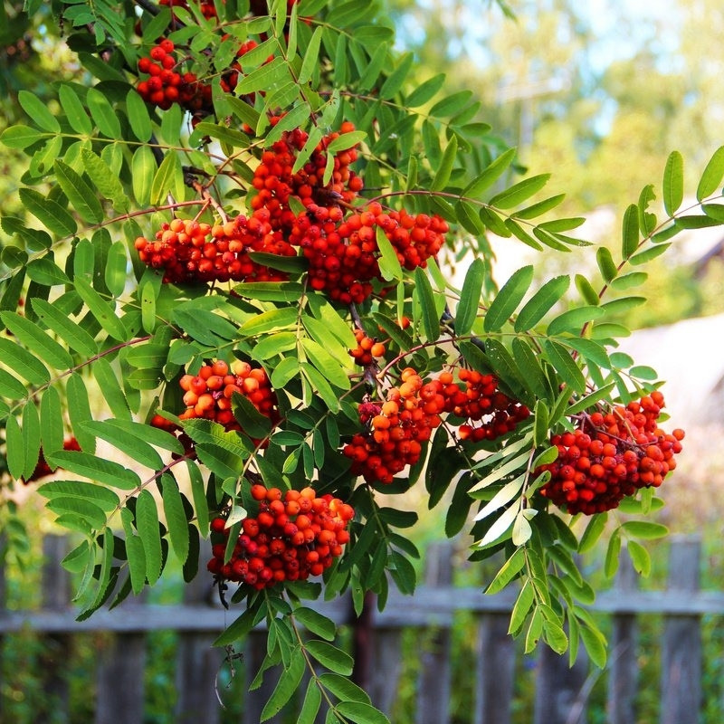 Rowan, Sorbus aucuparia, Quickbeam Seeds - 50