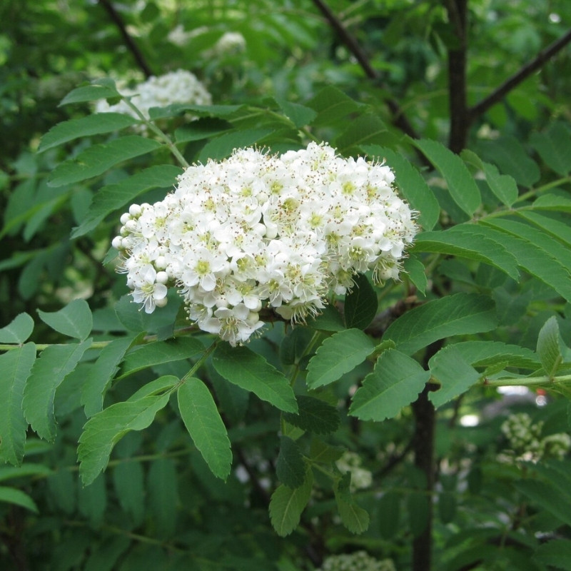 Rowan, Sorbus aucuparia, Quickbeam Seeds - 50