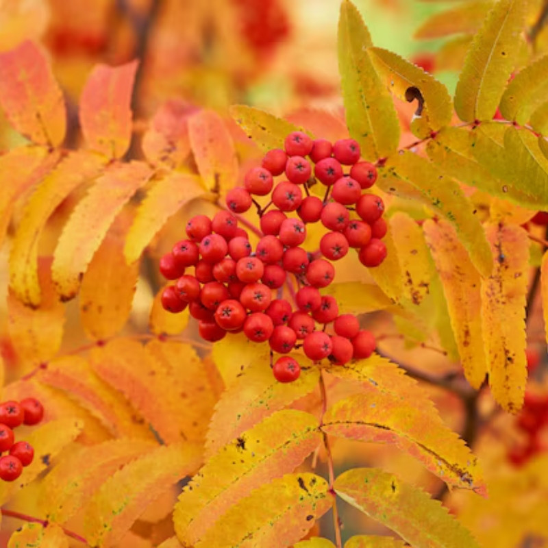 Rowan, Sorbus aucuparia, Quickbeam Seeds - 50
