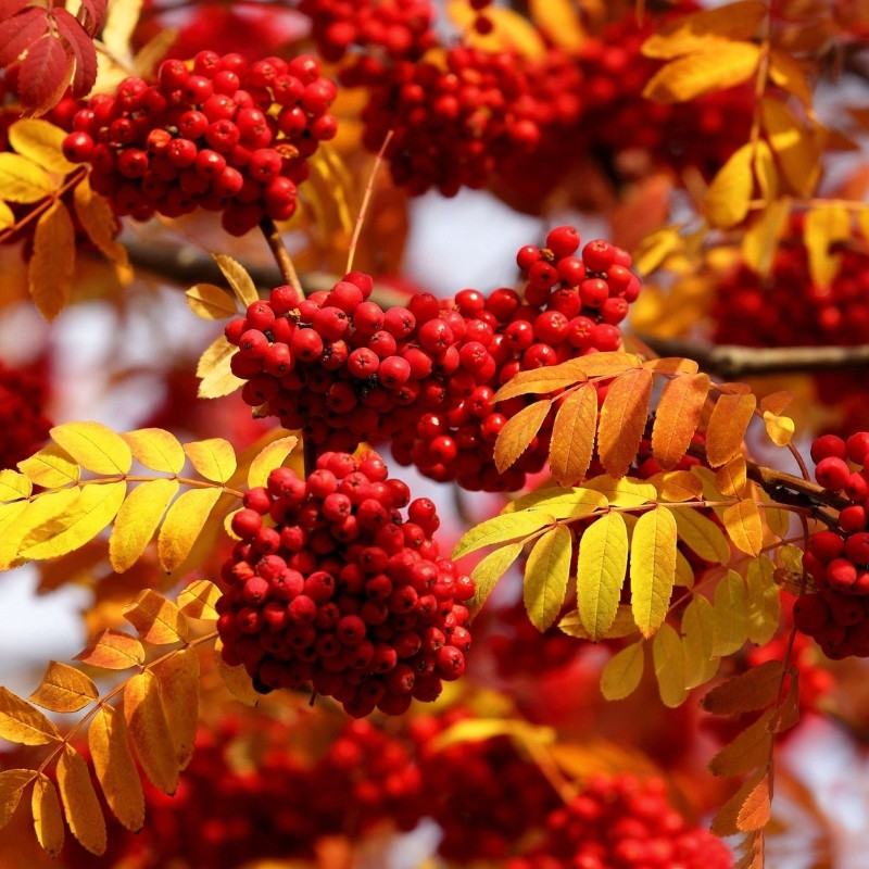 Rowan, Sorbus aucuparia, Quickbeam Seeds - 50