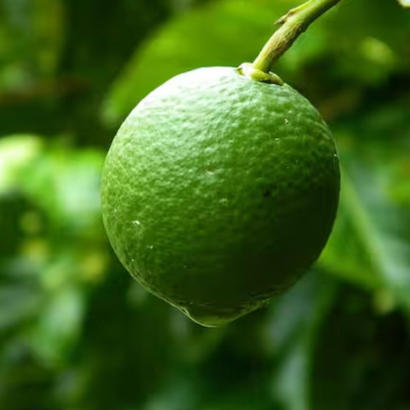Lime, Citrus Aurantiifolia Seeds - 15