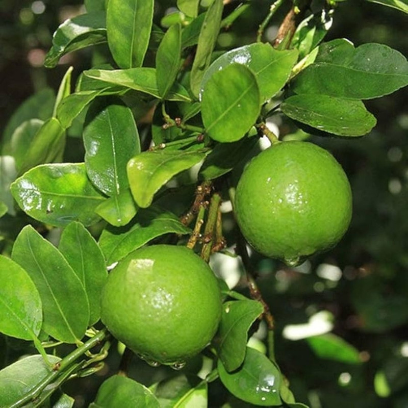 Lime, Citrus Aurantiifolia Seeds - 15