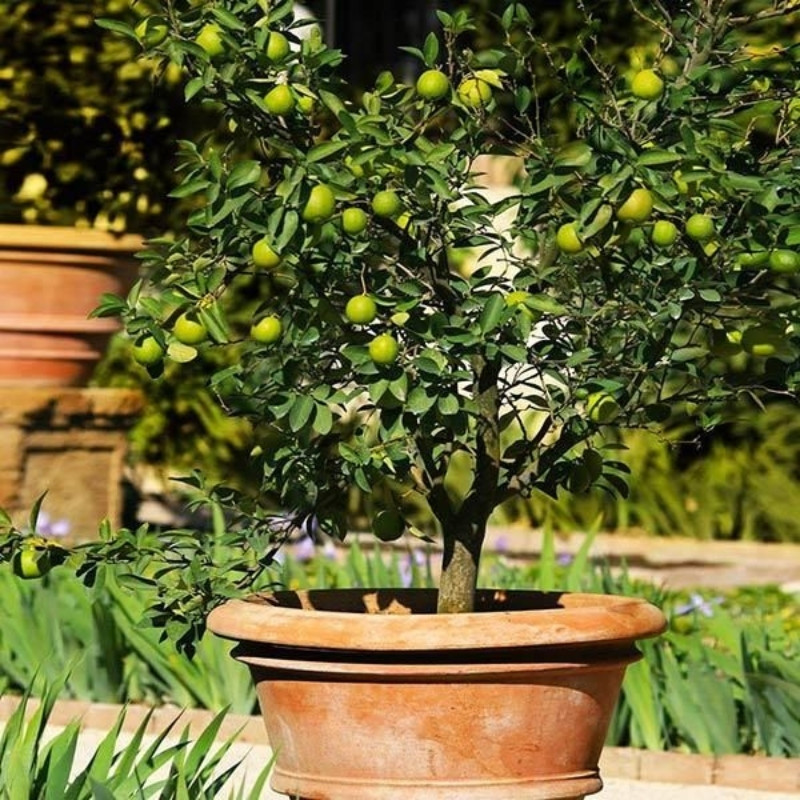 Lime, Citrus Aurantiifolia Seeds - 15